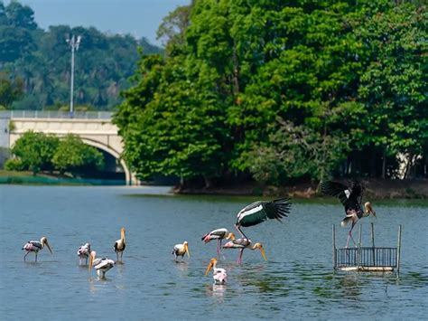 同安溼地公園怎麼走?公園內的生態有多豐富?